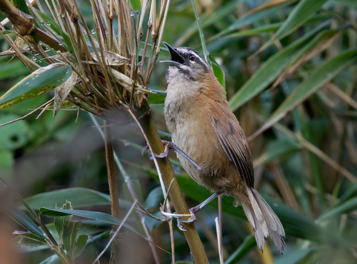 Mantaro Wren (undescribed form) - Lars Petersson | My World of Bird Photography