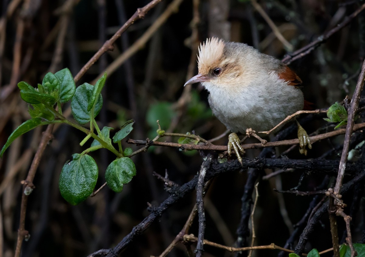 Creamy-crested Spinetail - ML208968291