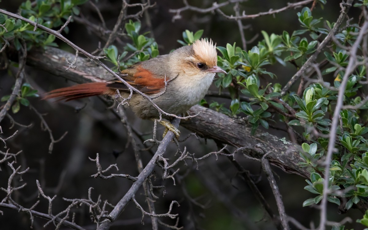 キボウシカマドドリ - ML208968371