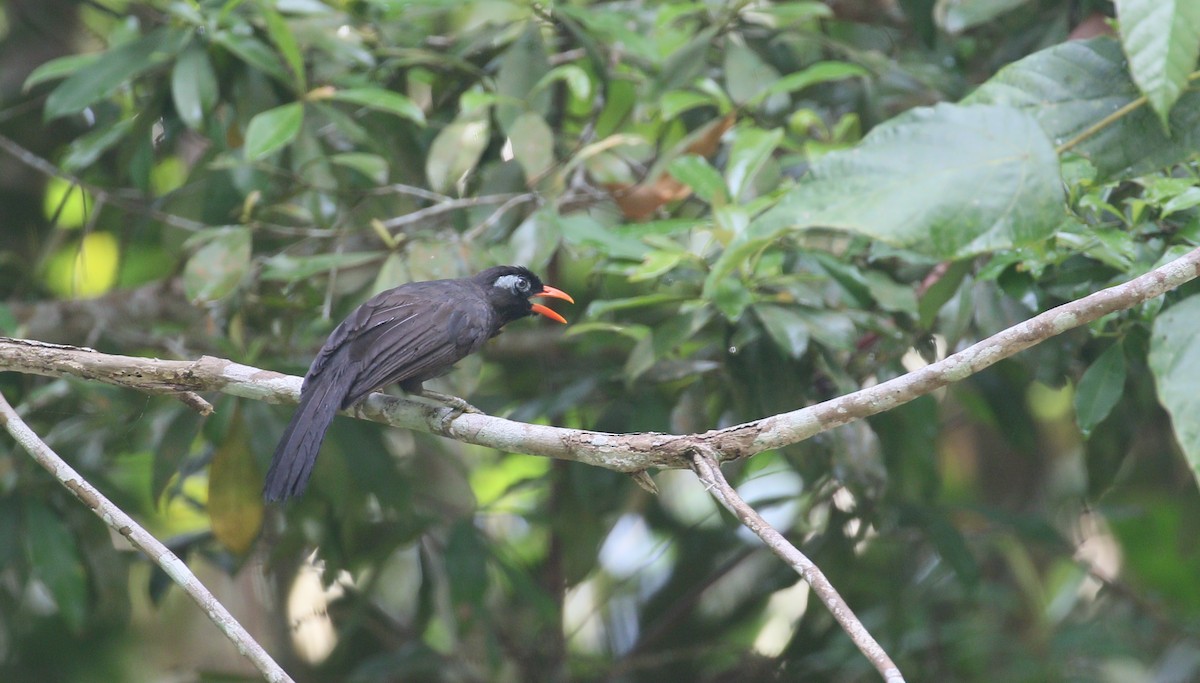 Black Laughingthrush - ML208969511