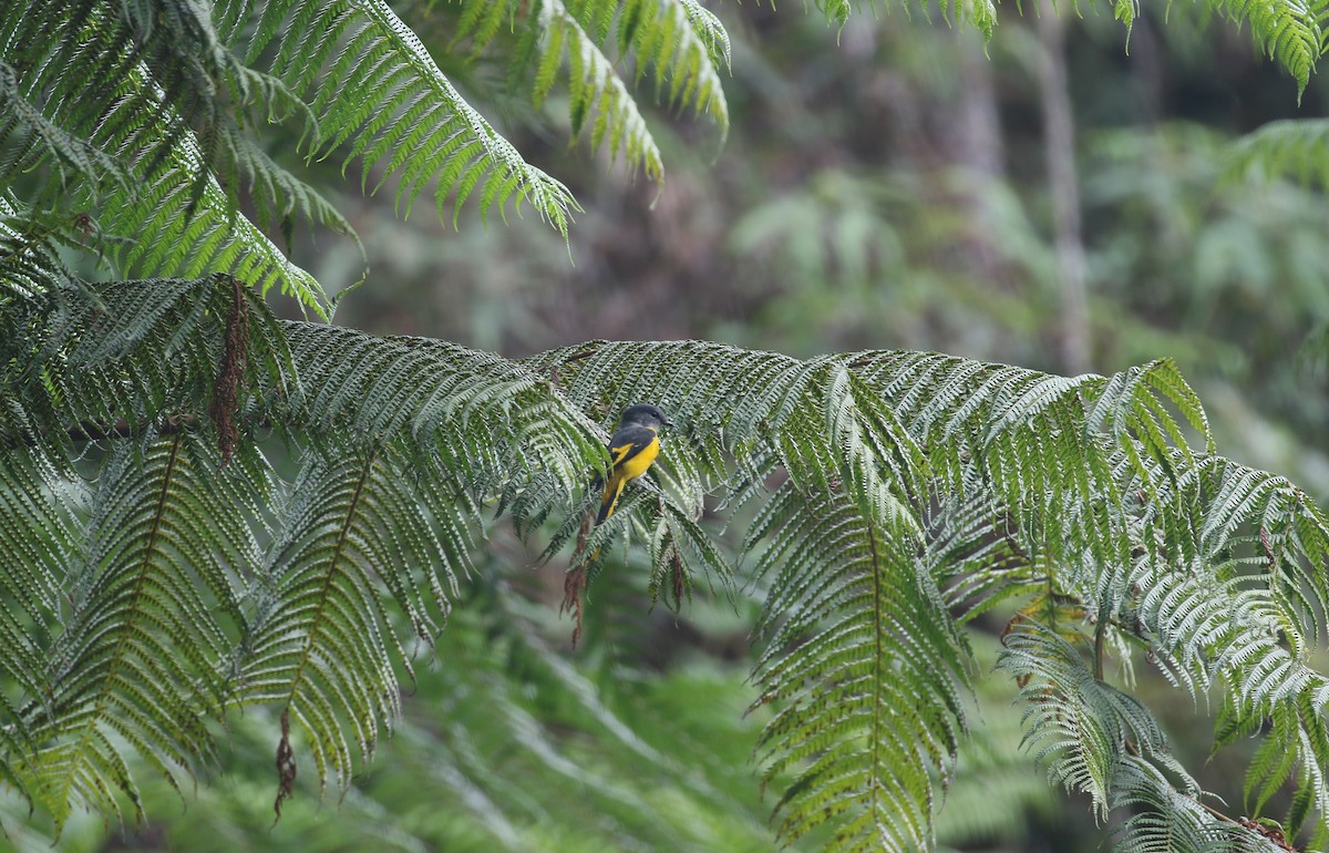 Gray-chinned Minivet - ML208970131