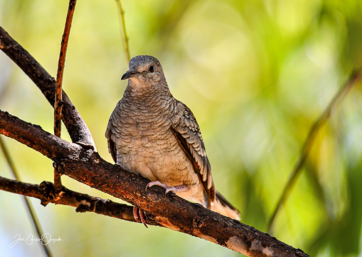 Inca Dove - ML208970391