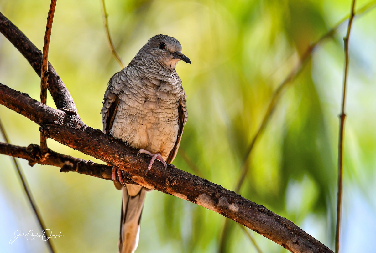 Inca Dove - Carlos Quezada