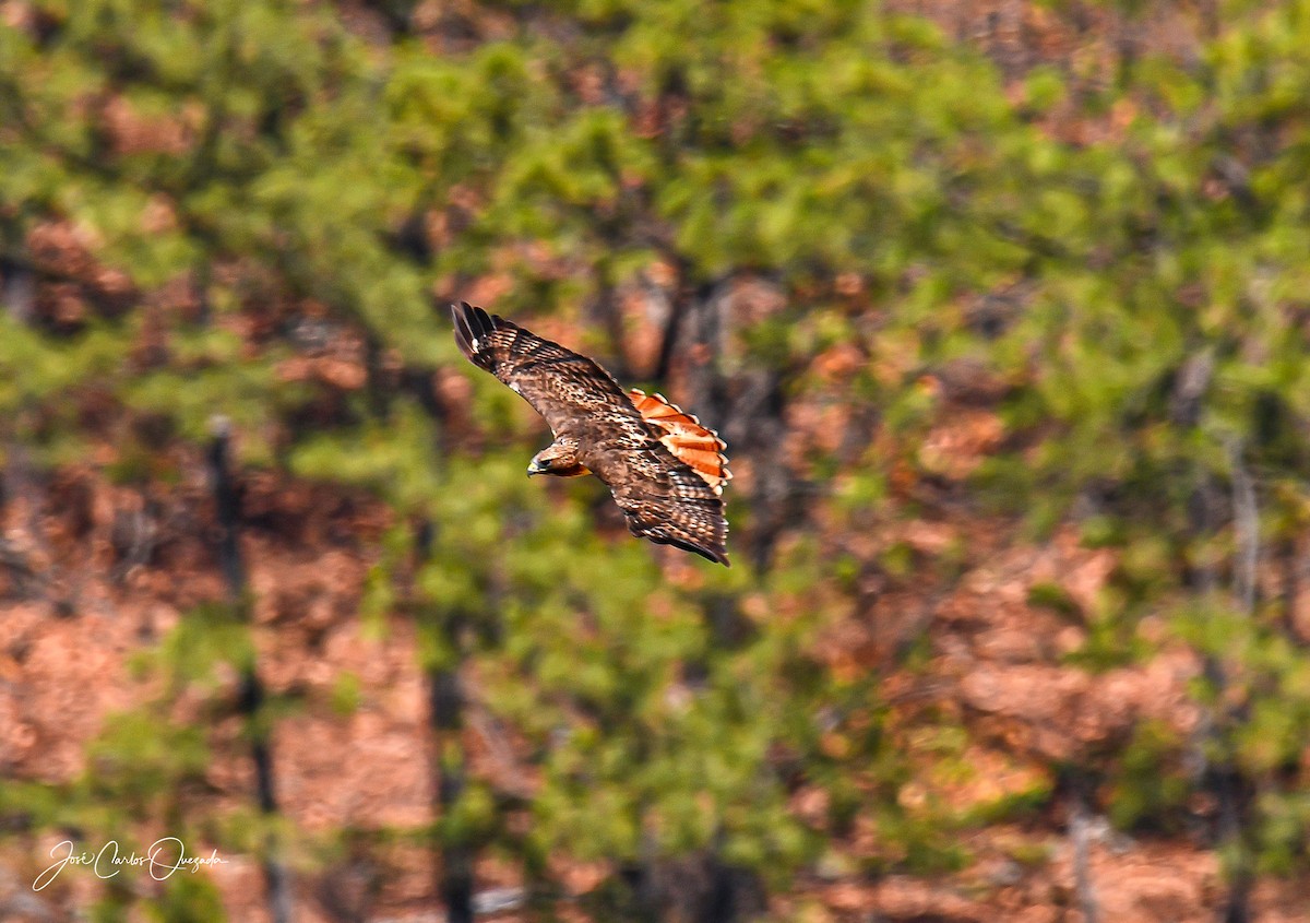 Red-tailed Hawk - ML208970411