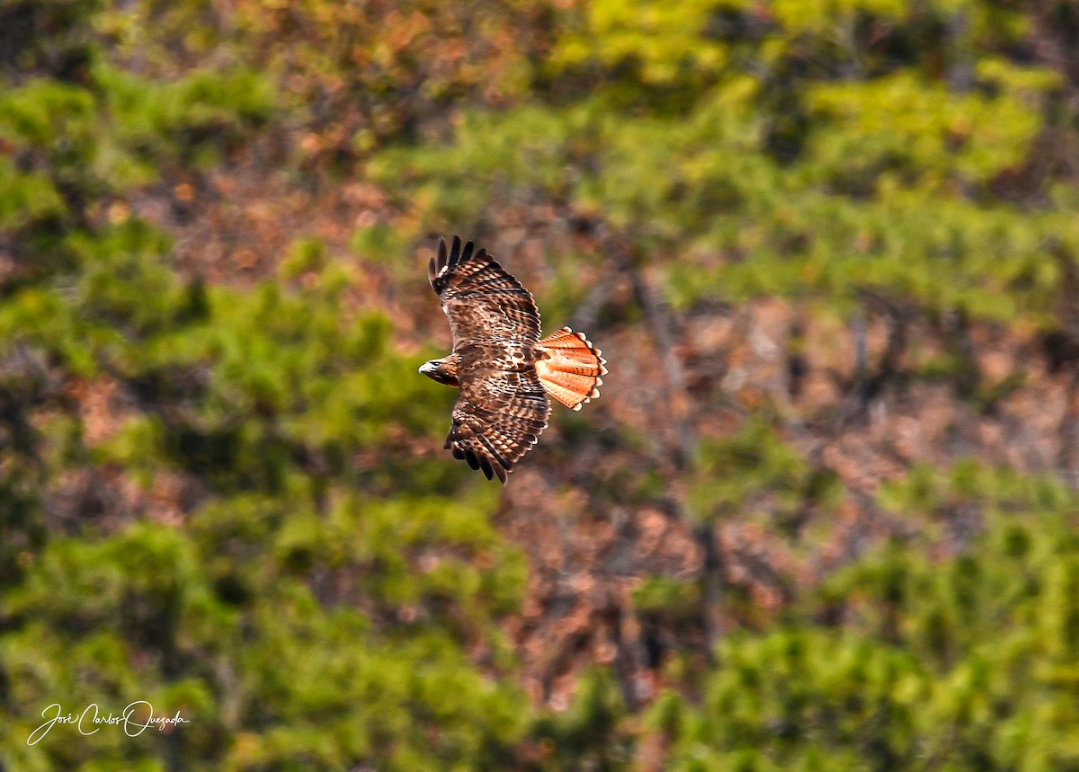 Red-tailed Hawk - ML208970431