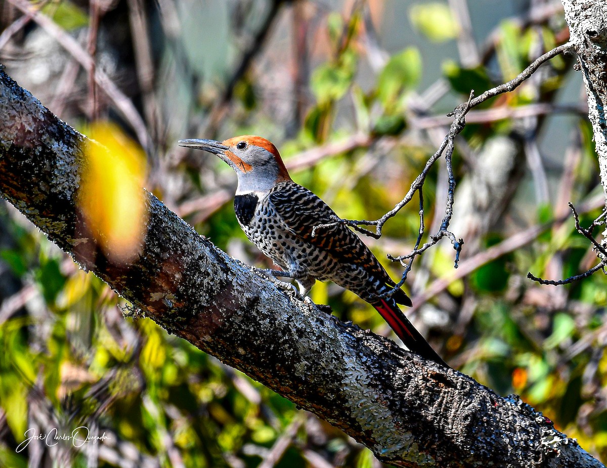 Northern Flicker (Guatemalan) - Carlos Quezada