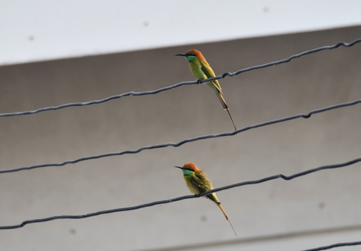Asian Green Bee-eater - ML208970601