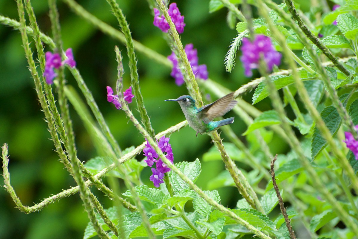 Violet-headed Hummingbird - ML208971771