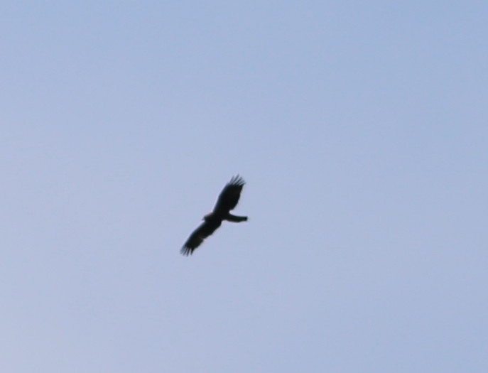 Booted Eagle - ML20897281