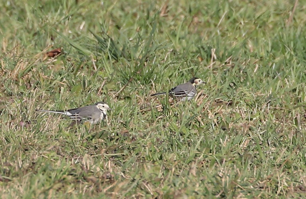 White Wagtail - ML208975091