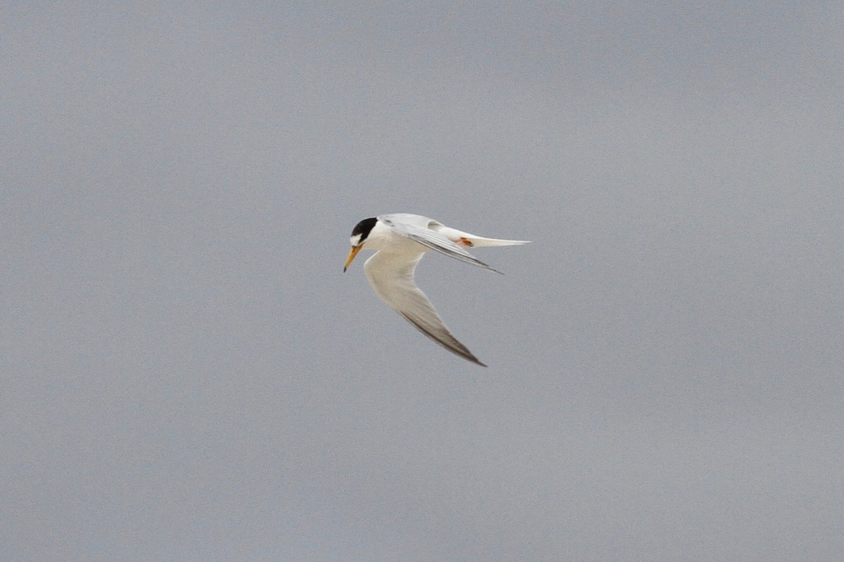 Little Tern - ML208975341