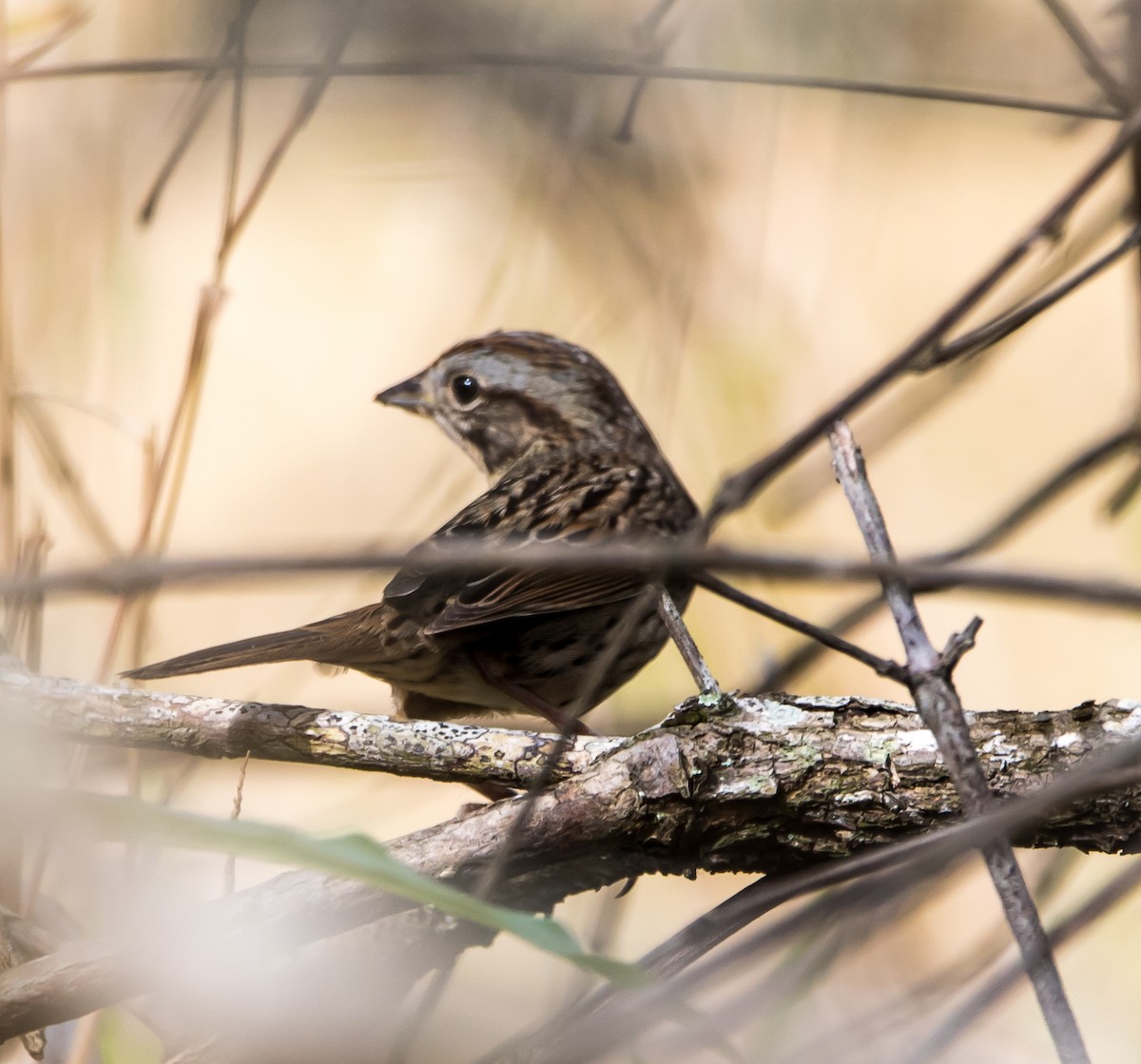 Lincoln's Sparrow - ML208975491