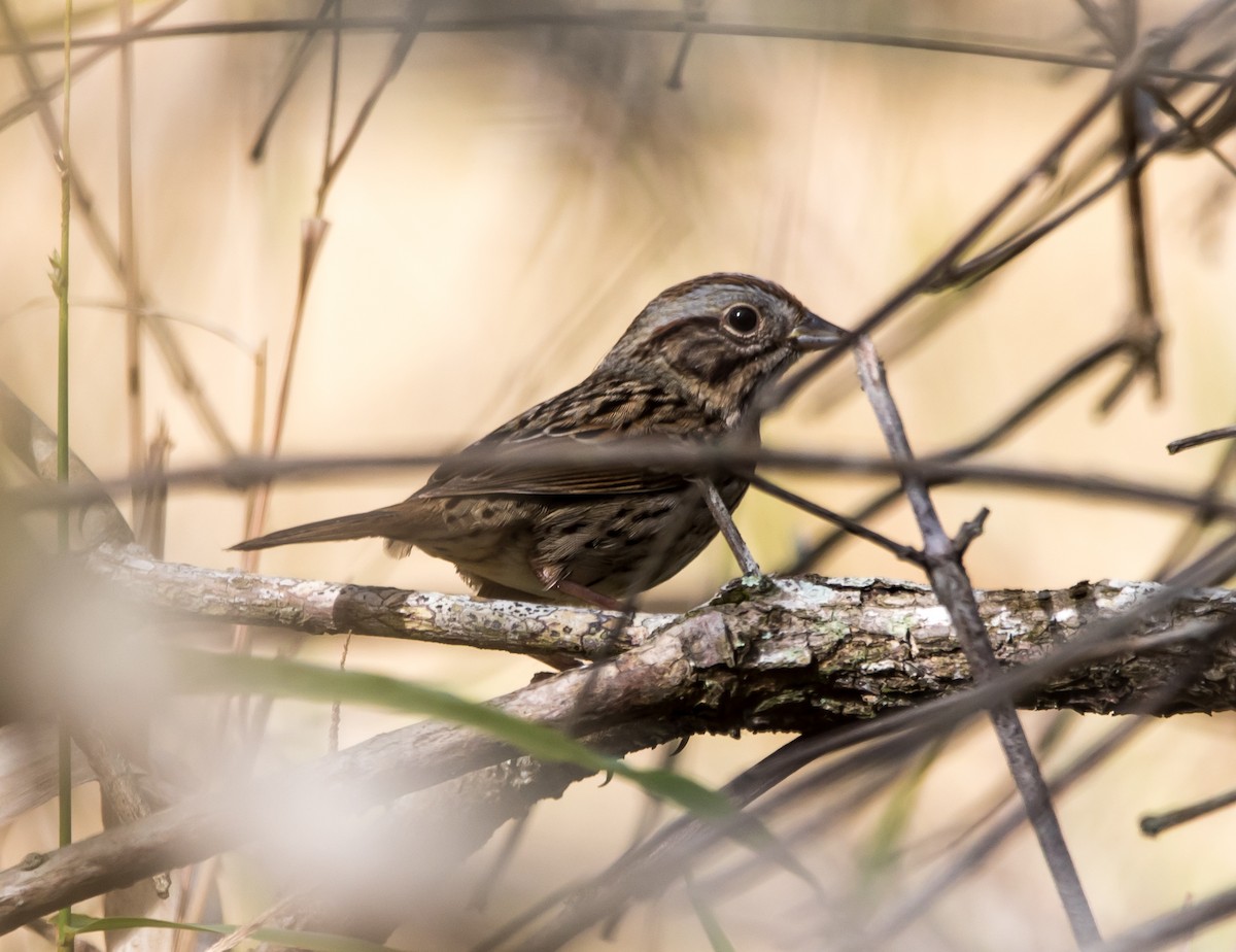 Lincoln's Sparrow - ML208975501