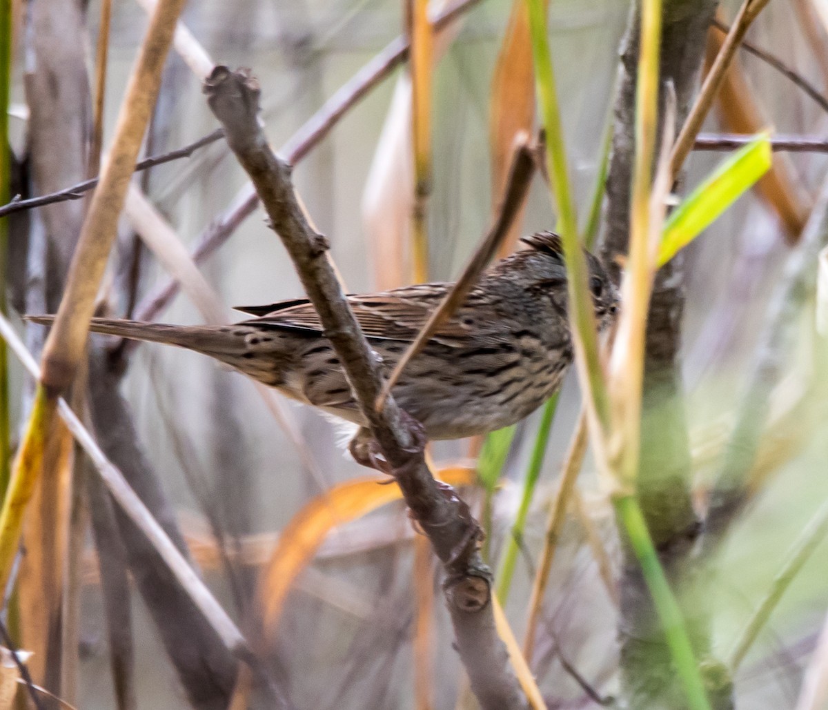 Lincoln's Sparrow - ML208975551