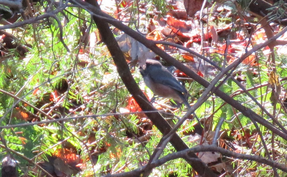 Boreal Chickadee - ML20897581