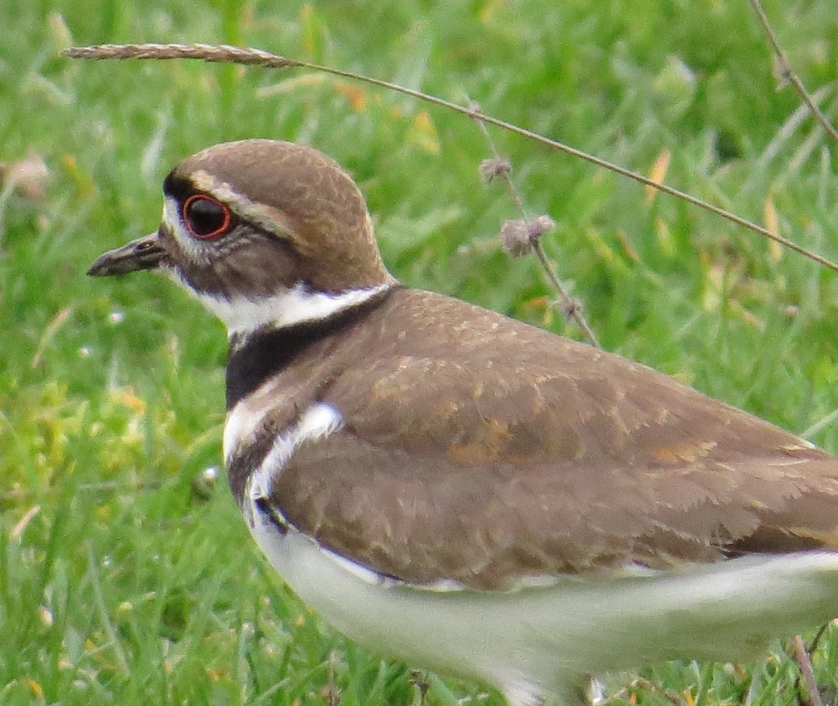 Killdeer - ML208978781