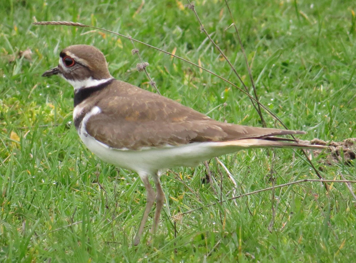 Killdeer - ML208978811