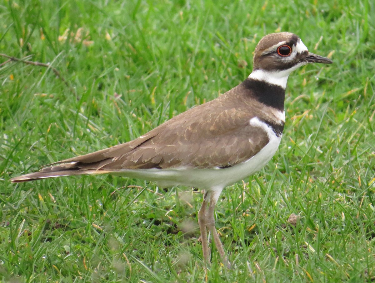 Killdeer - ML208978821