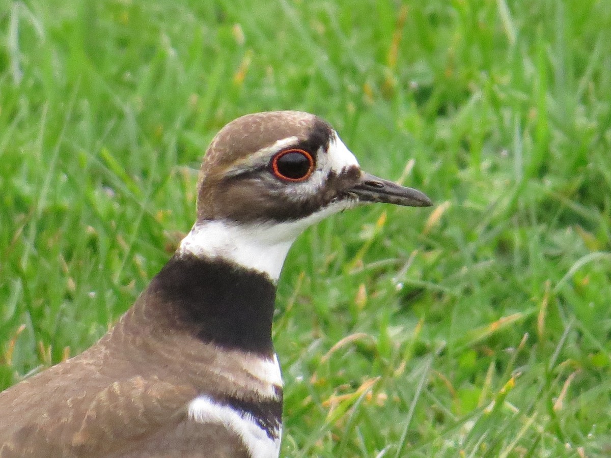 Killdeer - ML208978831