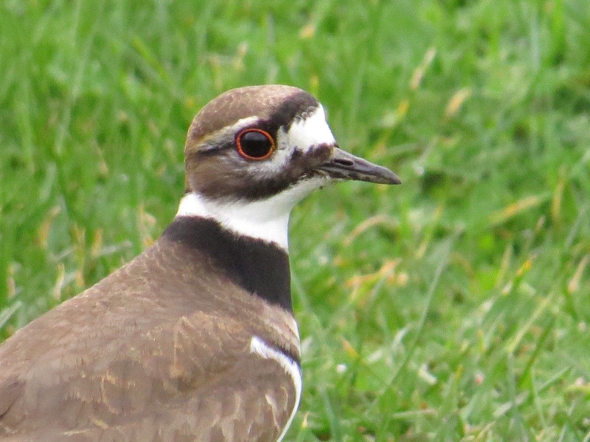 Killdeer - ML208978841