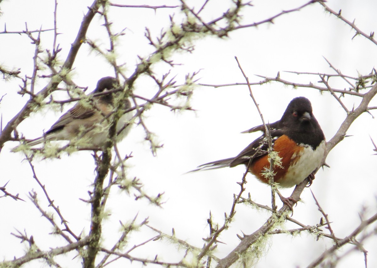 Spotted Towhee - ML208979071