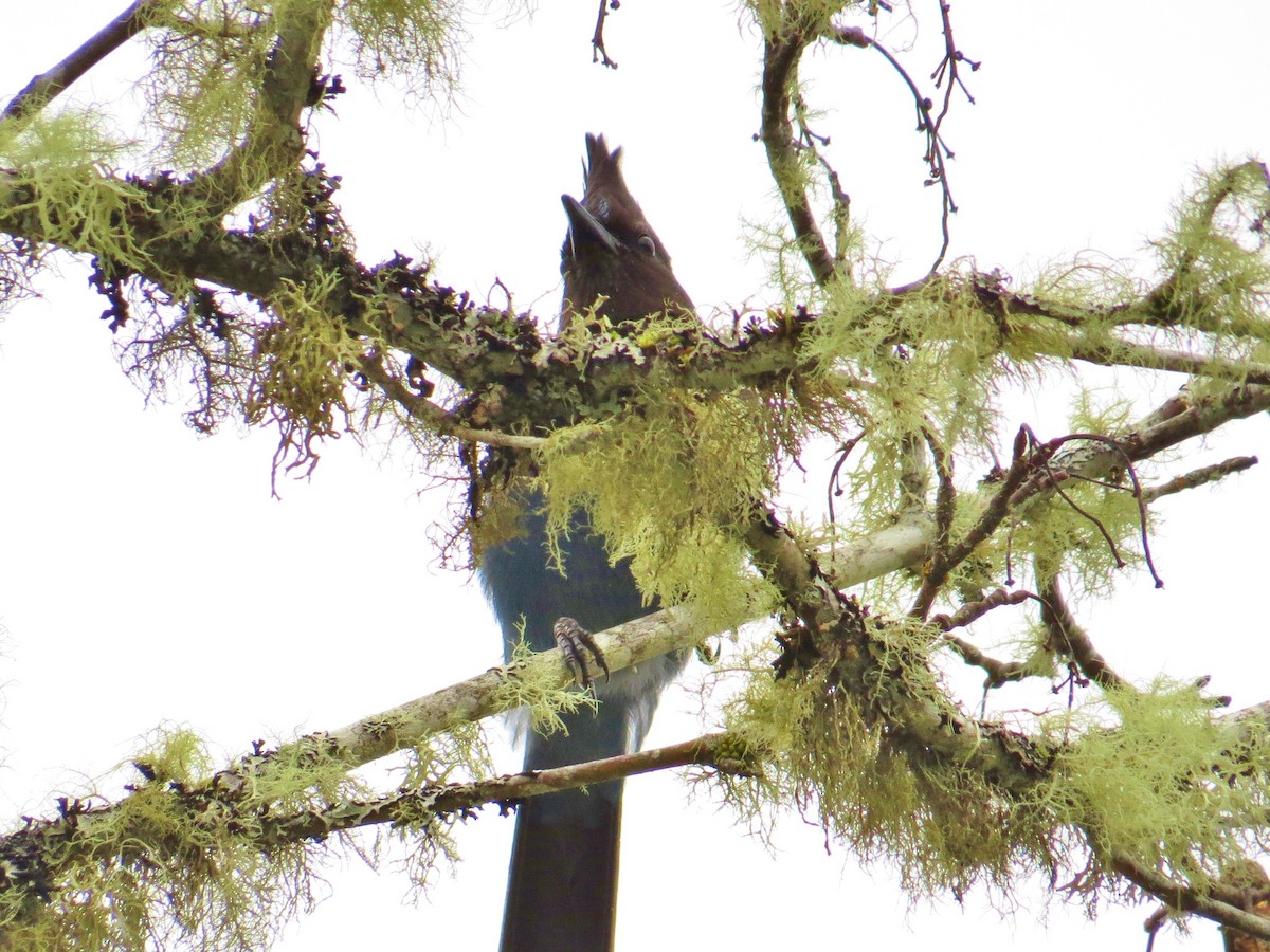 Steller's Jay - ML208979091