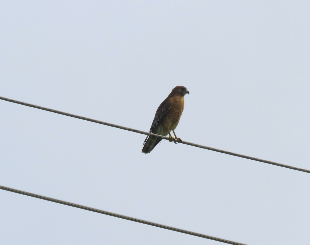 Red-shouldered Hawk - ML208979911