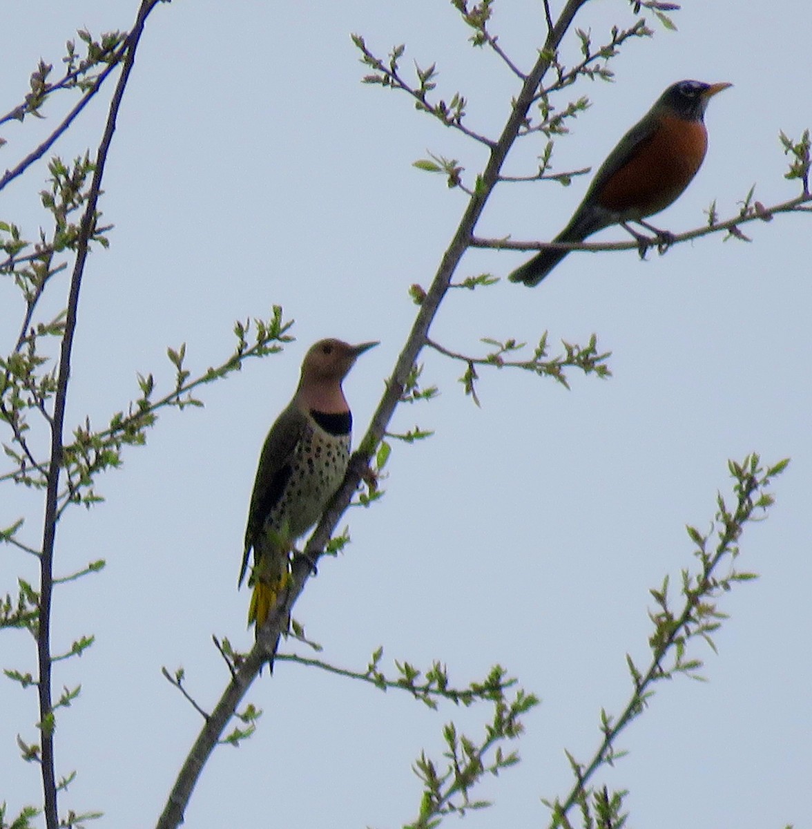 Northern Flicker - ML208979951