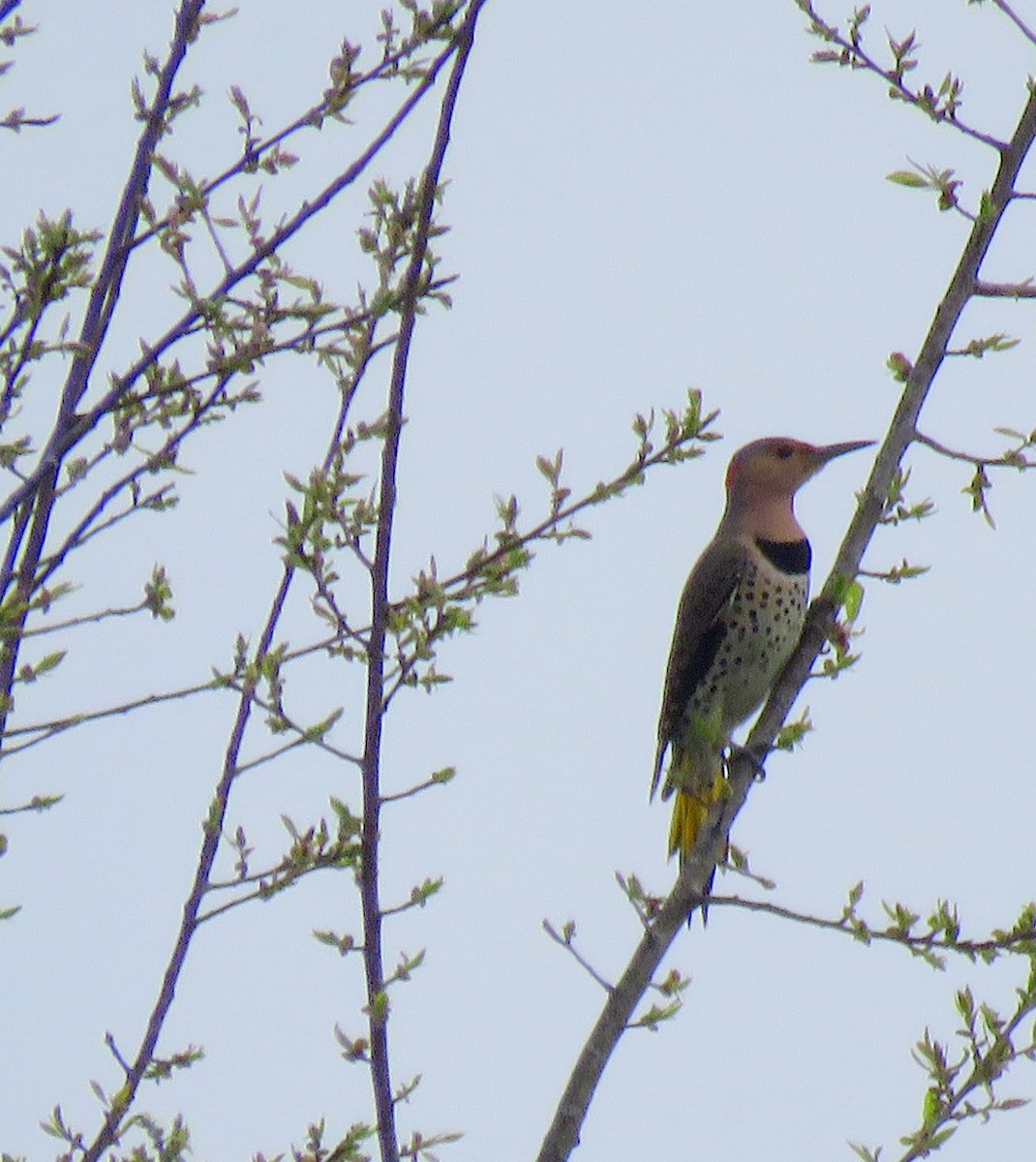 Northern Flicker - ML208979971