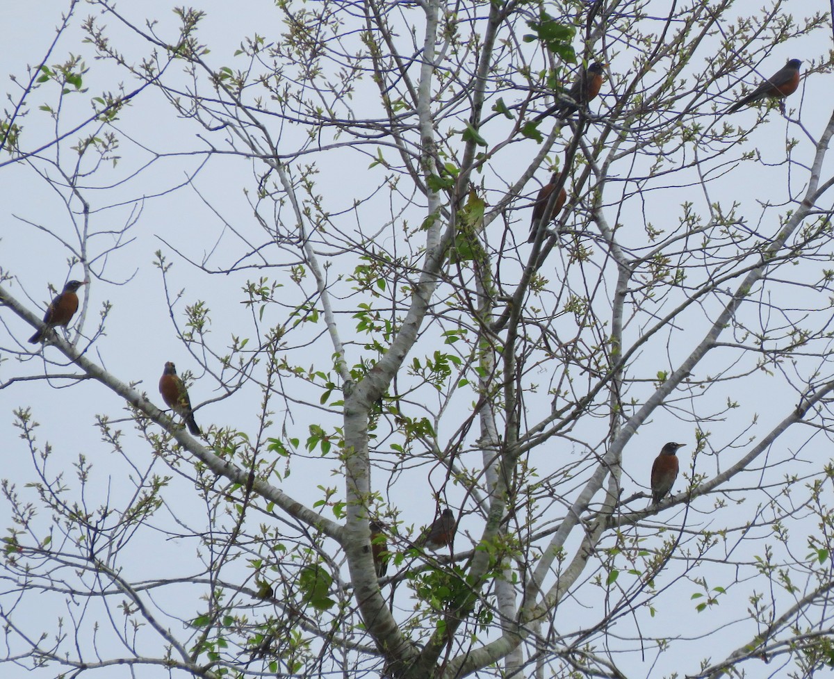 American Robin - ML208980081