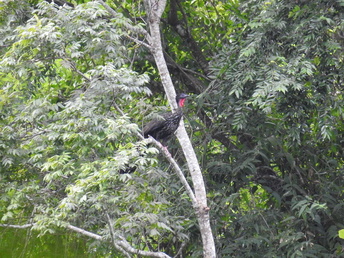 Crested Guan - ML208981121