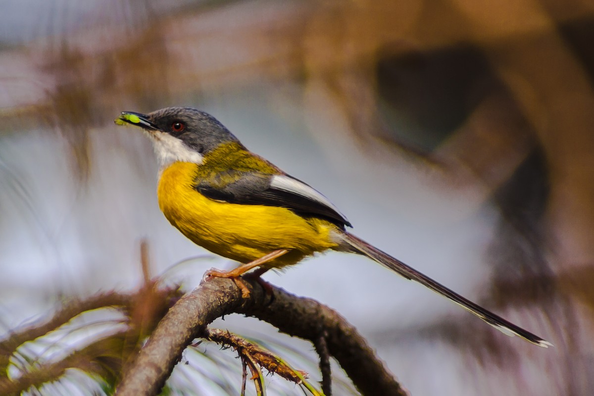 White-winged Apalis - ML208983721