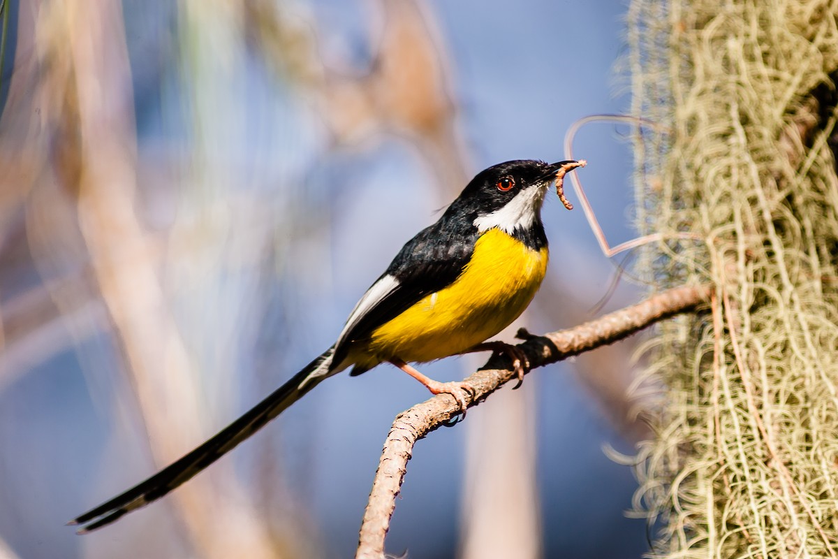 White-winged Apalis - Roland Bischoff