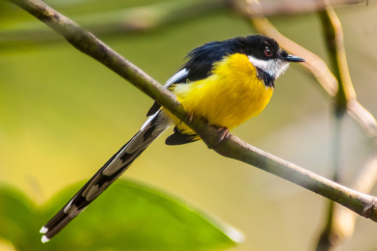 White-winged Apalis - ML208984161