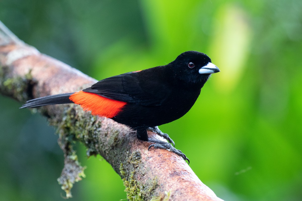 Scarlet-rumped Tanager - Nick Dorian