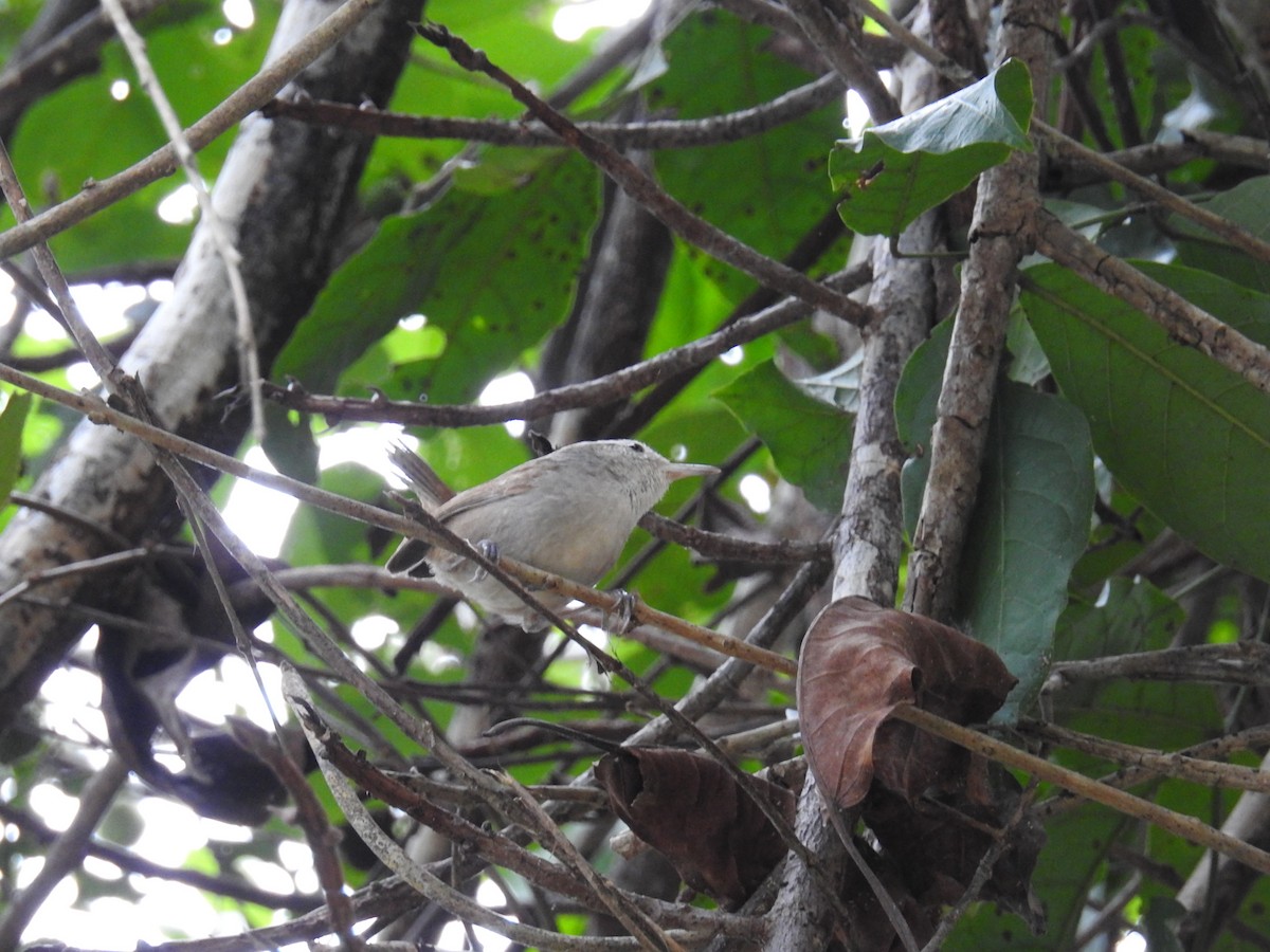 White-bellied Wren (West Mexico) - ML208984951