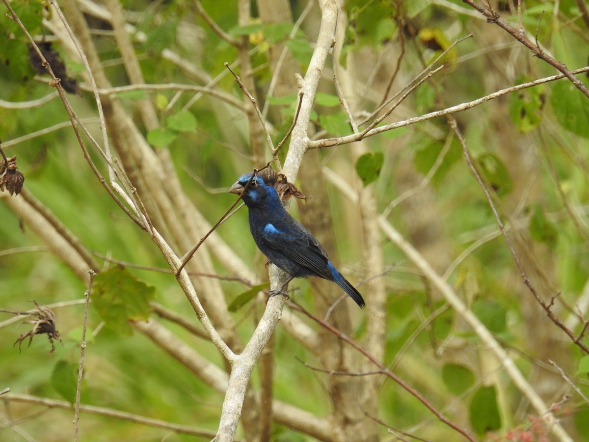 Blue Bunting (West Mexico) - ML208985041