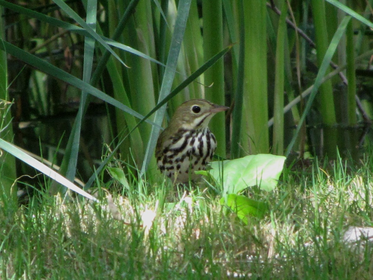 Ovenbird - Robert McNab