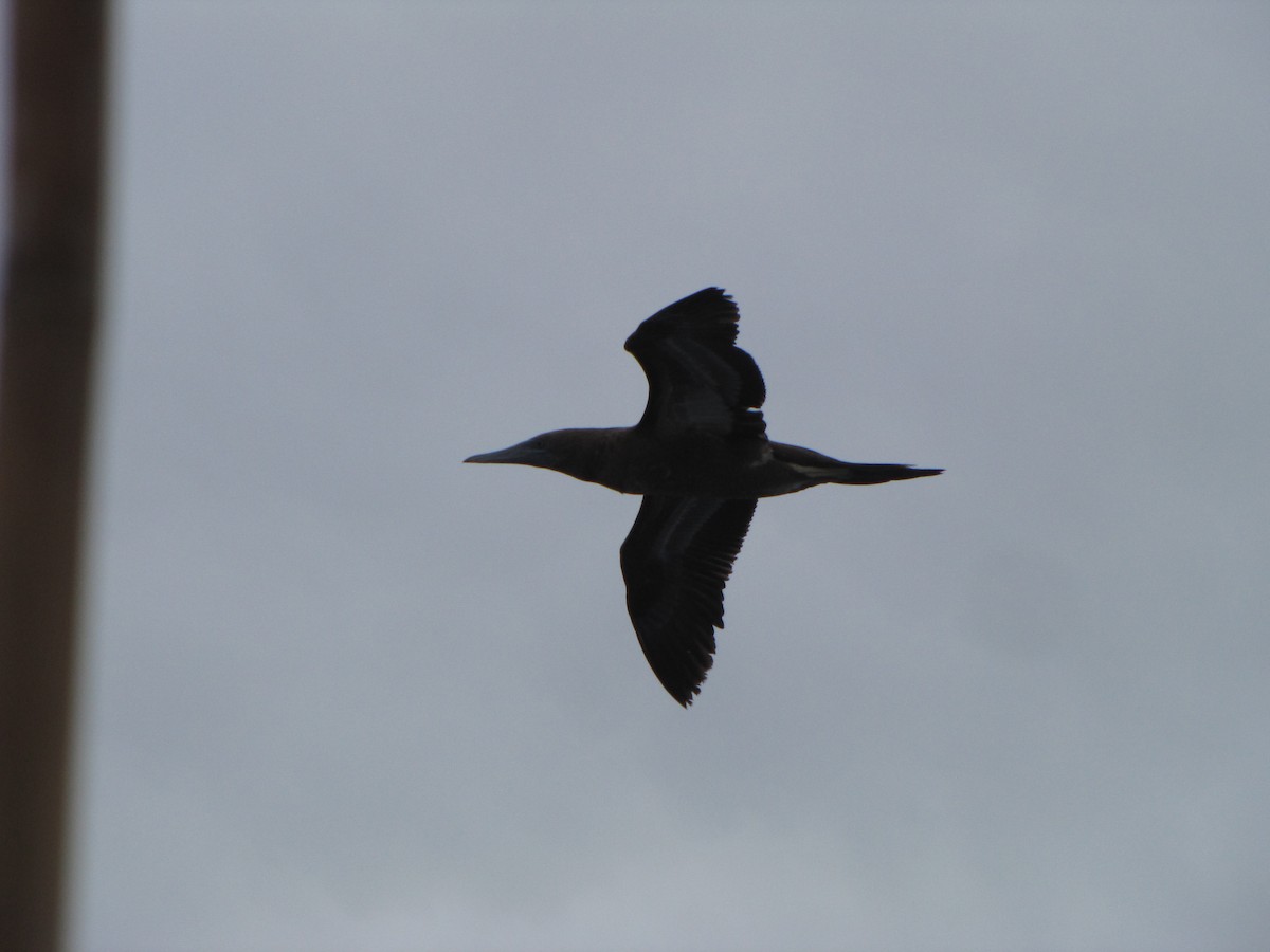 Brown Booby - ML208986041