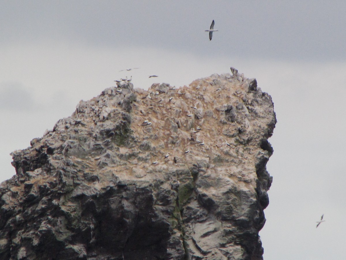 Masked Booby - ML208986081