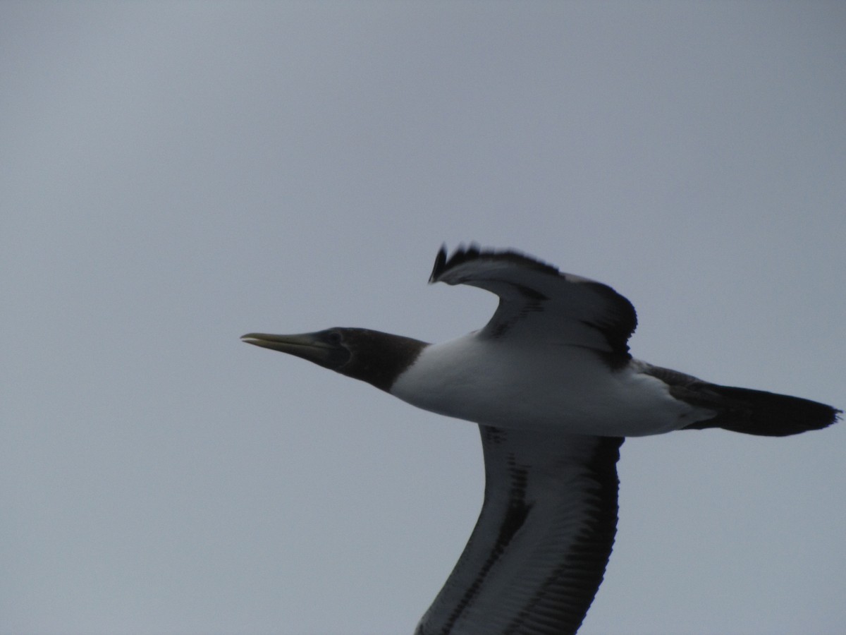 藍臉鰹鳥 - ML208986091