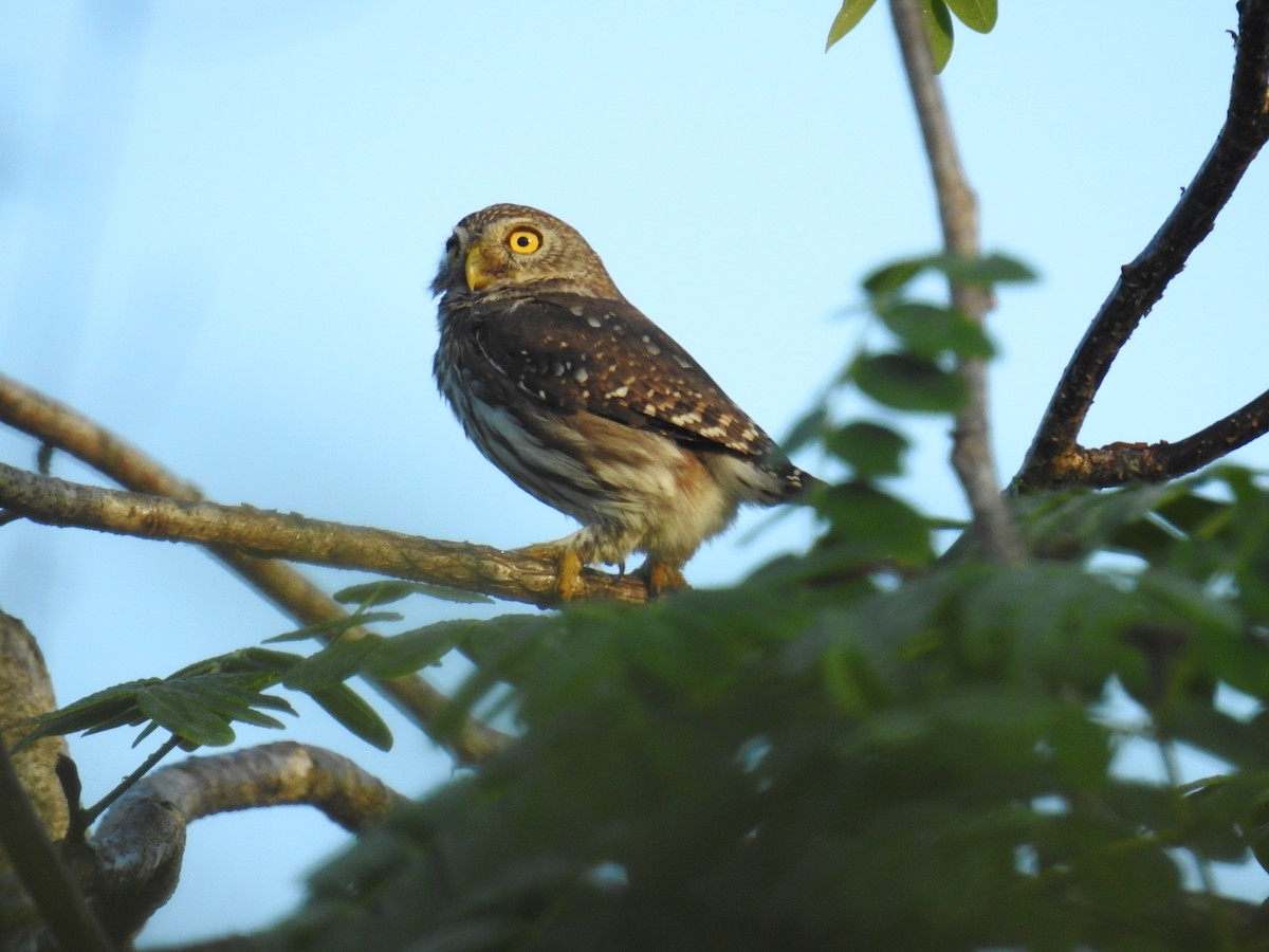 Ferruginous Pygmy-Owl (Ferruginous) - ML208986251