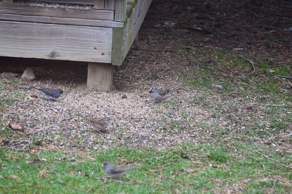 White-crowned Sparrow - ML208986271