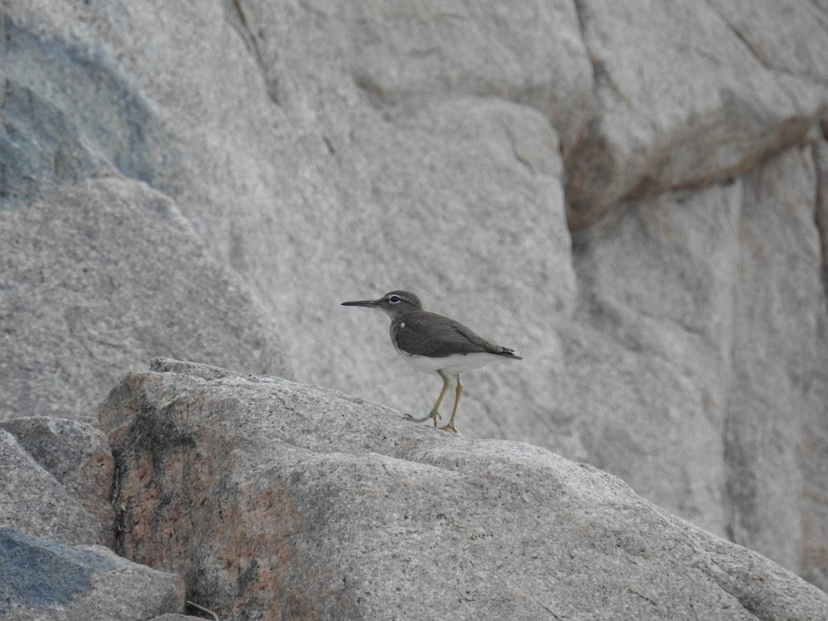 Spotted Sandpiper - ML208986791