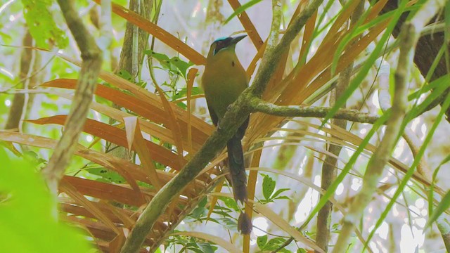 Lesson's Motmot - ML208986921