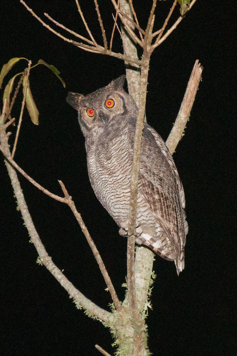 Great Horned Owl - ML20898701