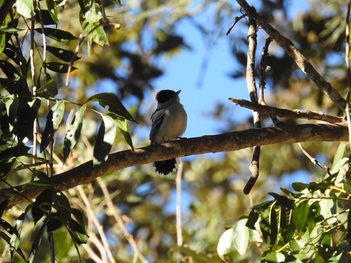 Gray-collared Becard (Western) - ML208987791