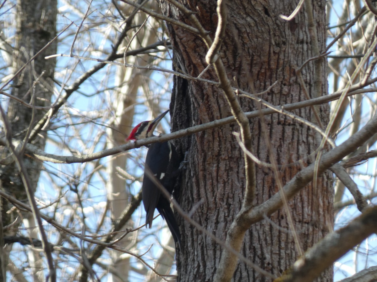 Pileated Woodpecker - ML208987961