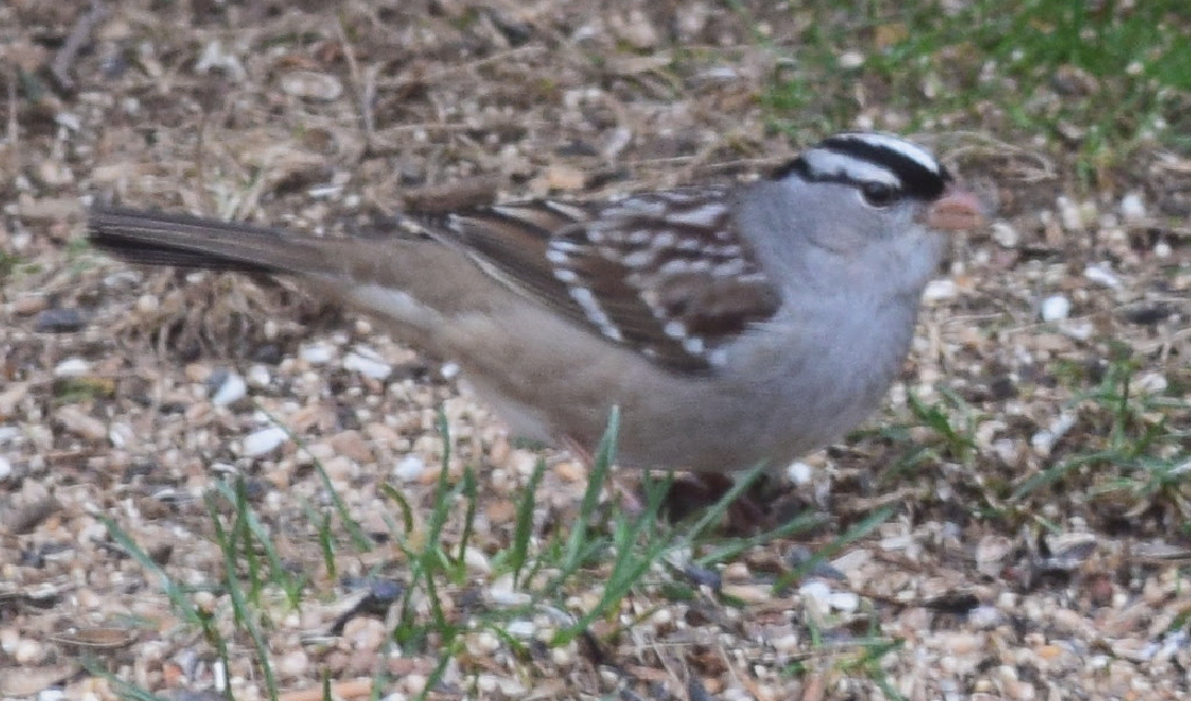 White-crowned Sparrow - ML208988421