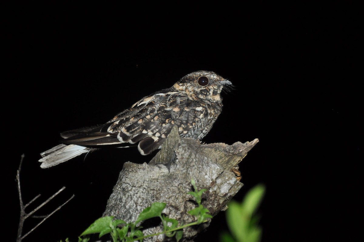 Scissor-tailed Nightjar - ML20898921